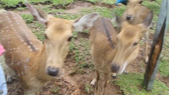 РЕБЯТА И ЗВЕРЯТА смотреть онлайн