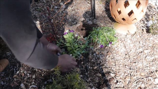 Spring Planting Pansies & Violas| Jhuly's Aquatics & Gardening смотреть онлайн