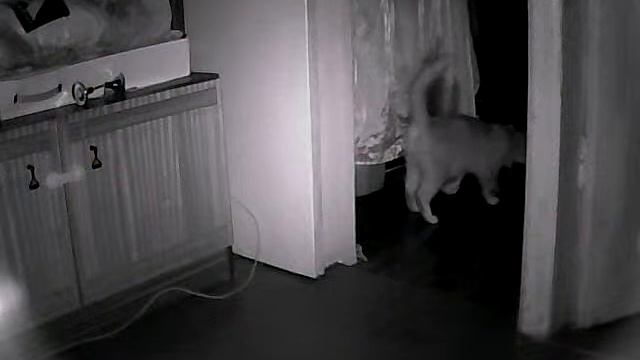 Кот козёл!!! смотреть онлайн