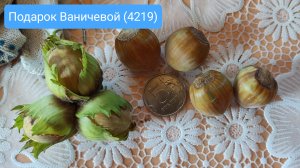Фундук Подарок Ваничевой (42-19). Обзор сорта и липецкого питомника