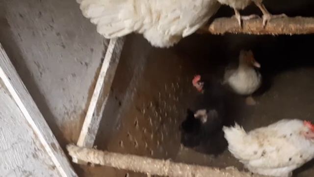 Вентиляция в курятнике/мороз -38/Сибирь смотреть онлайн