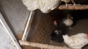 Вентиляция в курятнике/мороз -38/Сибирь