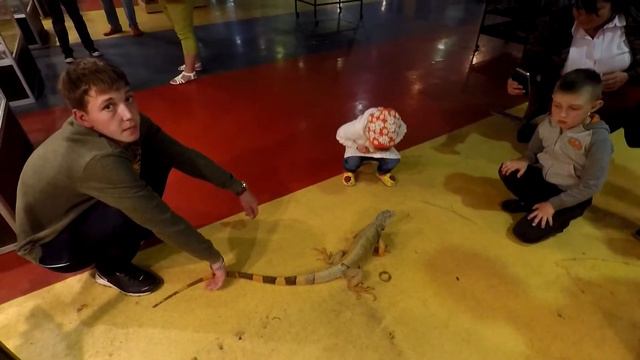 Дети играют с игуаной, смотрят крокодила, змей и ящериц Контактный зоопарк смотреть онлайн