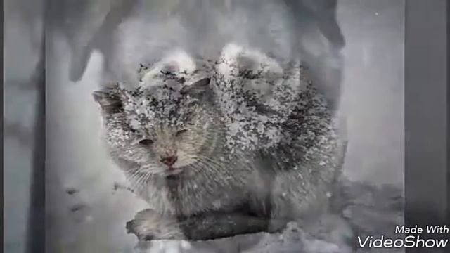 Ролик о жизни и мыслях бездомных животных... Задумайтесь. Я плакала. смотреть онлайн