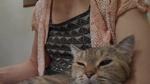 Вырабатываем ОКСИТОЦИН :) Кошка Ромашка. смотреть онлайн