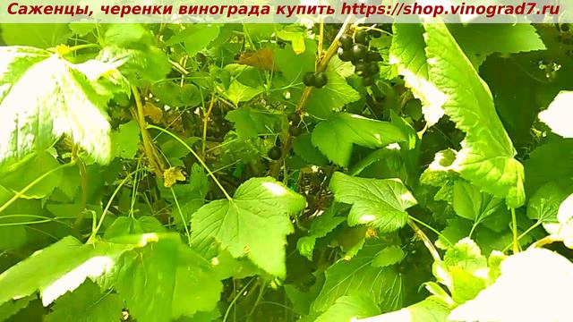 Смородина Экзотика, урожайная и душистая летняя ягода, а запах.... умопомрачительный. смотреть онлайн