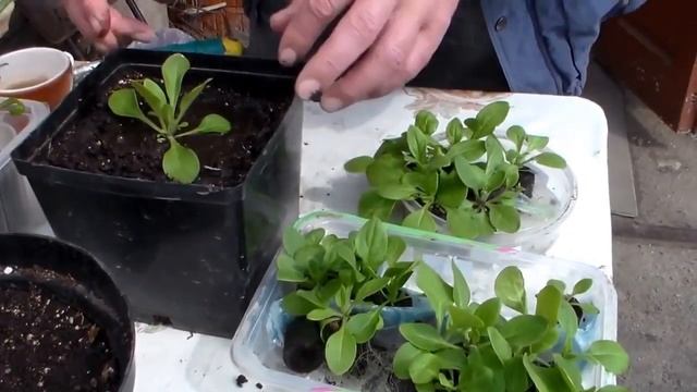 Апрель на даче. Рассада цветов.