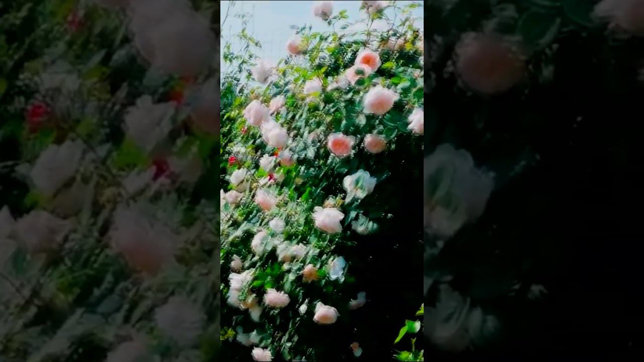 шрабы рамблеры и кламберы смотреть онлайн