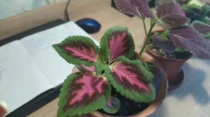 Как прищипывать колеус