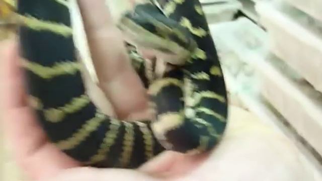 BOELENS X CARPET PYTHON hybrid смотреть онлайн