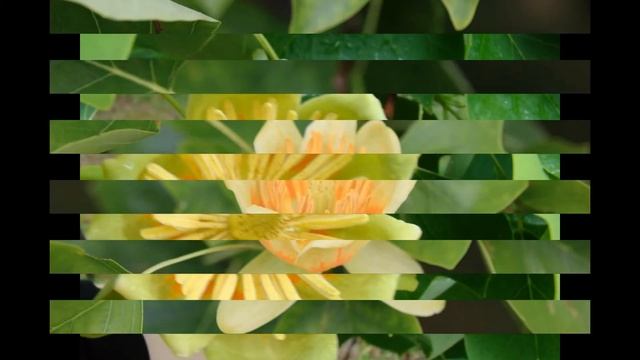 ЛИРИОДЕНДРОН  (LIRIODENDRON)  сем. Магнолиевые