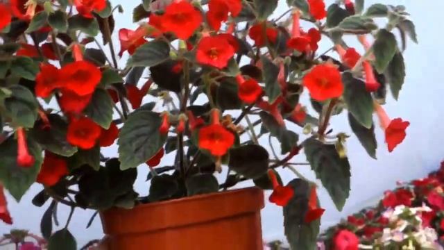 Ахименанта Dutch Threat смотреть онлайн