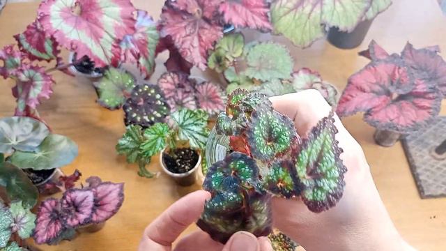 Детки бегоний на  1.05. 2022