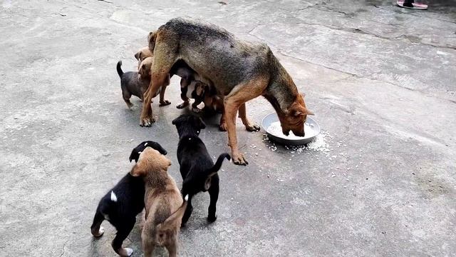 Poor old mother dog hates her puppies to feed milk .Street dog Tommy's life journey #animals #dog смотреть онлайн