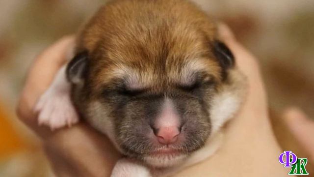 - Давай, оживай, псина, прошу тебя! – кричал Борис и дул ЩЕНКУ в ротик, массируя его грудку смотреть онлайн