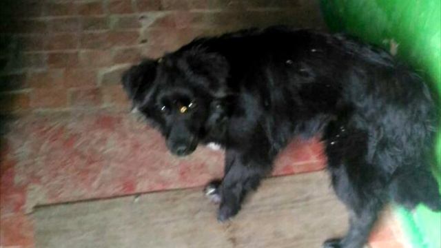 Пьяный мужчина решил наказать бездомную собаку. Посмотрите, что он сделал! смотреть онлайн