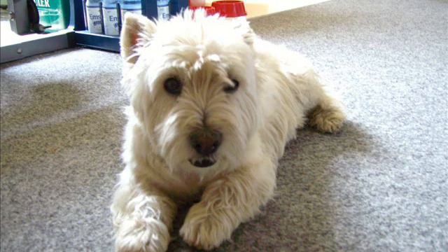 West Highland Terrier Lady смотреть онлайн