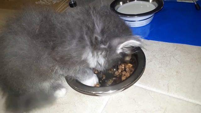 Как приучить котенка к корму смотреть онлайн