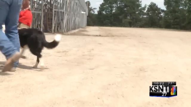 Monkey riding dog herding sheep performing in Manhattan смотреть онлайн