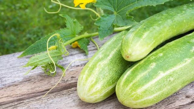 купить семена огурцов герман f1+ смотреть онлайн