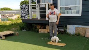 Дрессировка чихуахуа