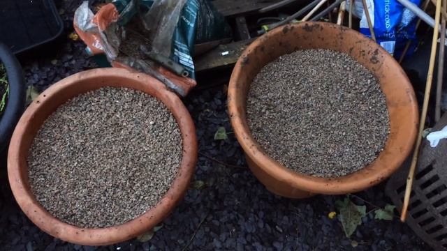 Planting Alliums In Pots | Allium Nigrum | Allium Eros | Allium Atropurpureum смотреть онлайн