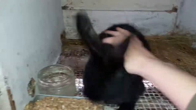 Обзор самочки 2 месяца чёрная Немецкий Пестрый Великан Строкач смотреть онлайн