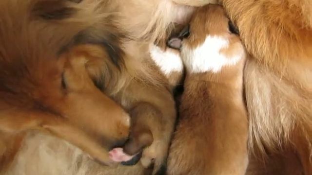 a 006-2021-01-19 - щенки колли Макса и Шебы, 5 дней на видео смотреть онлайн