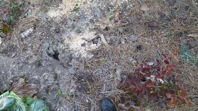 Голубика в октябре смотреть онлайн