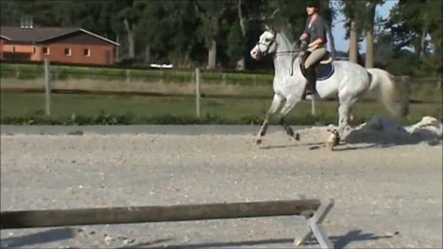 October Germany Cornet Oblensky 7 yo gelding with ami rider 2013 смотреть онлайн