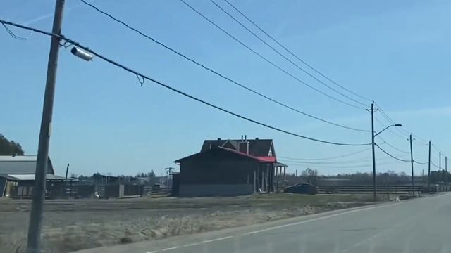 Canada Goose/ Канадские дикие гуси