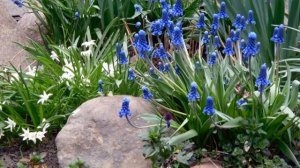 Хионодокса посадка и уход в открытом грунте