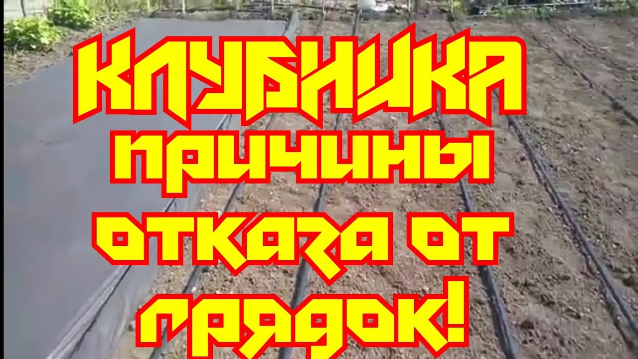 Отказываемся от грядок Клубника на агроспане на ровной поверхности смотреть онлайн