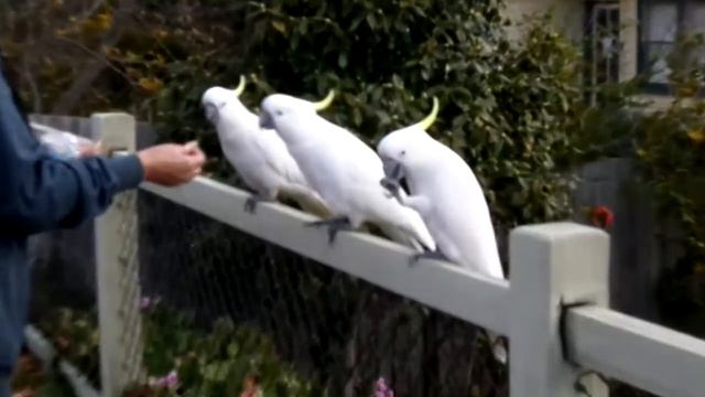 Какаду в Австралии смотреть онлайн