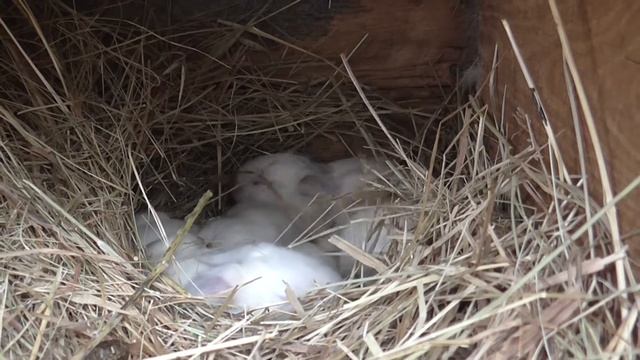 Впервые такие большие окролы!/Крольчихи рожают/Диванный кроликовод смотреть онлайн