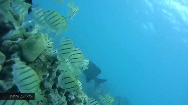 GoPro Hero4 Silver vs Sony Action Cam Mini vs Replay XD Prime X vs Kodak SP1 смотреть онлайн