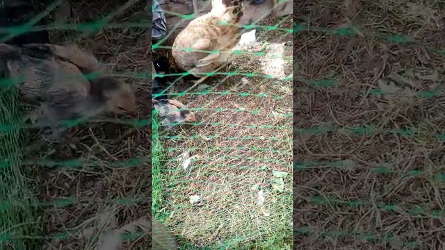 Как цыплята клюют кусочек легкого.