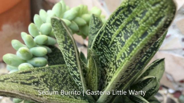 Gasteria | Sanseviera | Sedum Burrito | Succulents of The Day | Leaf & Designs | Succulentas Del Di смотреть онлайн