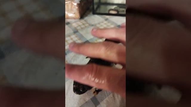 Таша на прогулке. #тритон смотреть онлайн