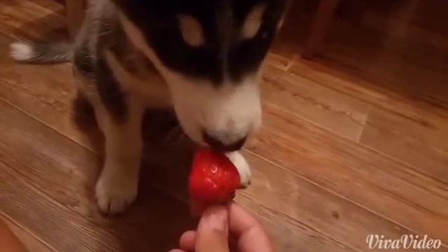 Хаски ест клубнику. Всеядное животное. смотреть онлайн