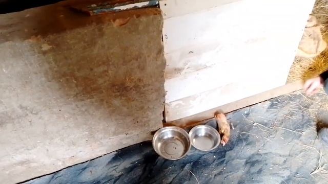 Играем с собакой//Перебили проводку. смотреть онлайн