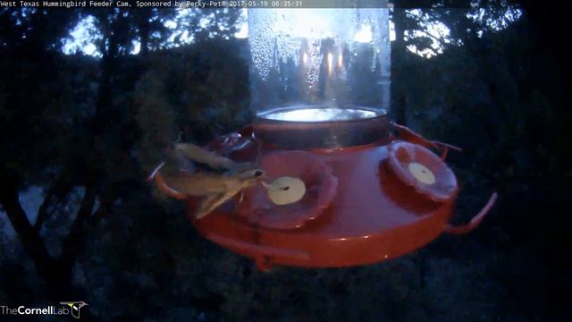 Video 2017 05 19 074537 Moth or Mutant or Both смотреть онлайн