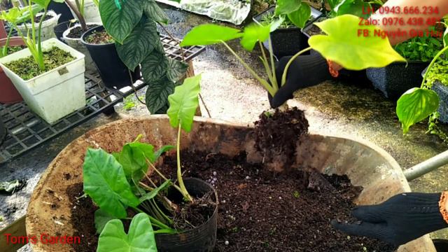 thu hoạch trứng alocasia odora mint смотреть онлайн