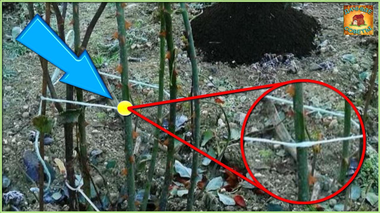 ДАЧНЫЕ СОВЕТЫ