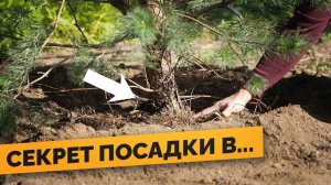 ПРАВИЛЬНАЯ ПОСАДКА ДЕРЕВЬЕВ - как обеспечить 100% ПРИЖИВАЕМОСТЬ