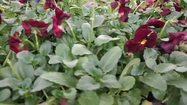 Обзор орхидей Леруа Мерлен и других цветов, 20 апреля 2021г смотреть онлайн