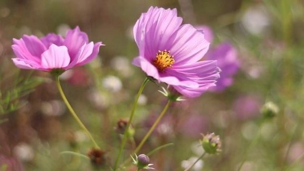 3 часа беззаботного пения птиц на цветочном лугу.