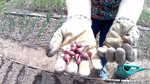 Посадка лука весной. Самый простой способ. Выращивание лука-севка