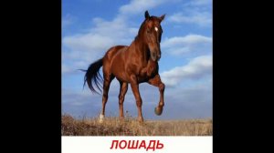Голоса домашних животных для детей  Развивалки 'Умный Ребенок'