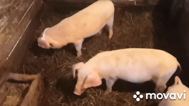 Цены на поросят. смотреть онлайн
